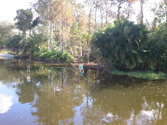 Lake behind homes. Beautiful natural surroundings.