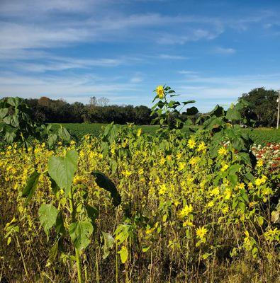 Sunflower Picking