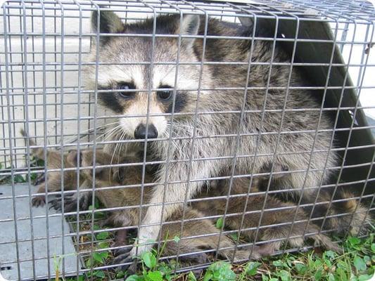 Animal Trapping & Removal Service