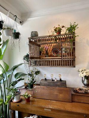 Decor and plants inside the store