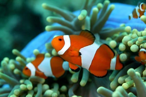 pair of clown fish