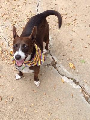 So happy when he was leaving.  He told all the staff goodbye and they gave him a cute bandana.  Hank approves!