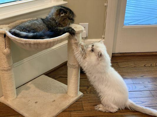 'Bear' and Beau the Pirate, our rambunctious Persian boys.