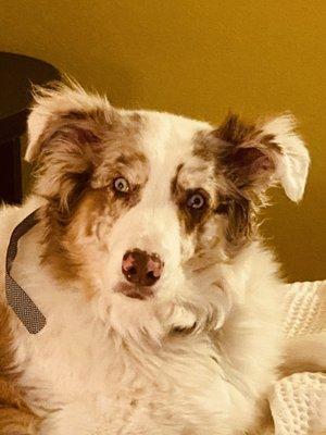 Easton Australian Shepherd