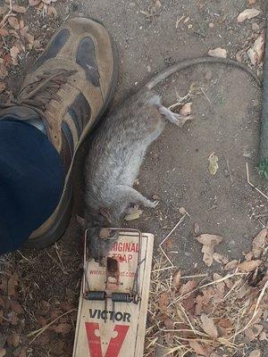 after sealing entry points he was digging hard to go back under the house, Guess what did he find??