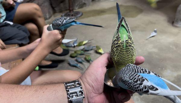 Parakeet (rescue) feeding experience