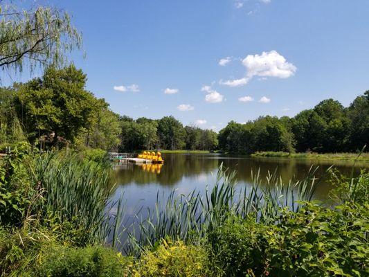 Duck Paddle Boats