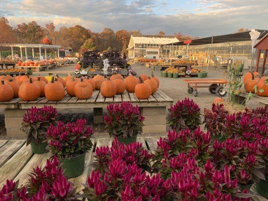 Secor Farms