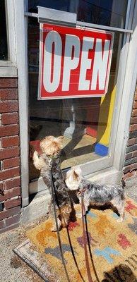 Can't wait to be groomed by Jeff at Lucky Dog. Penelope & Titan want to be 1st in line