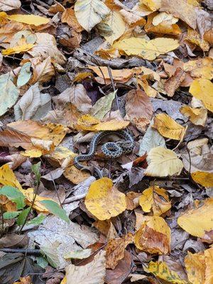 Garter snake