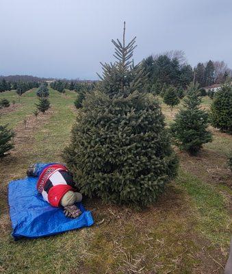 Crossen Christmas Tree Farm