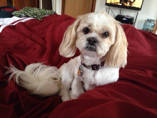 My baby relaxing after her grooming.