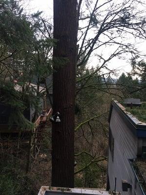 Tree was destroying the deck and moving the house around