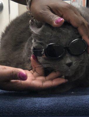 Today, Louie tried laser therapy. Check out this high fashion sitch! Yes, he had to give the coggles (cat goggles) back.