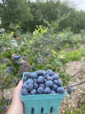 PYO blueberries