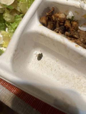 My sister found a bug in her lettuce