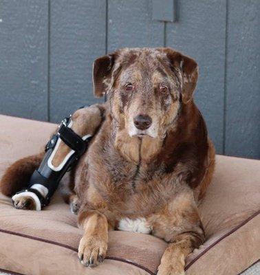 Sweet Mocha came all the way from Sheridan, OR for her stifle brace and rehabilitation.