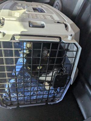 This is our Boots, on his way to Affordable Animal Hospital NOHO