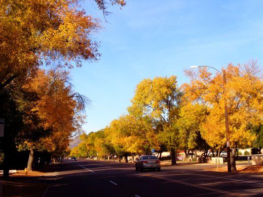 Trees along Murphy's Bridle Path displaying fall colors in early December 2016.