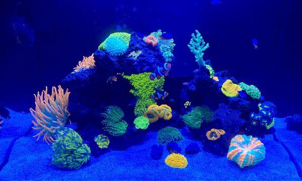 Amazing reef tank from an Amazing Aquariums!  Thx Ali!