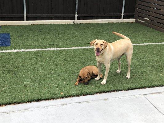 Lucy Lou and Copper having a Playful time outside soaking up the sun