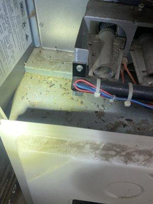 rodent droppings on furnace