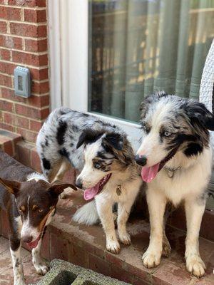 Five Pups Doggy Daycare