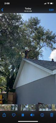 Tree cutting on the roof