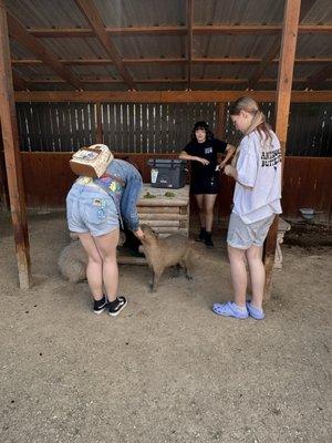 Feeding capybara