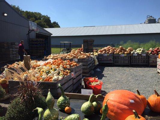 Fresh pumpkins squashes and gourds at the fall festival