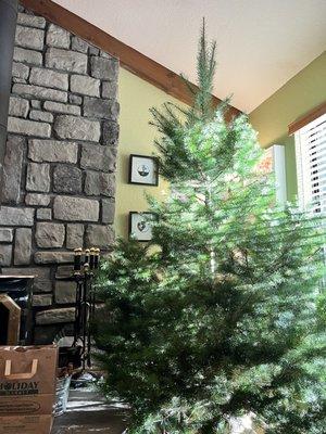 Our tree, on display, at home. It's an 8-foot beauty!