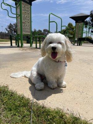 my baby bella a few days after her groom (she grows hair fast!)