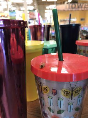 Watch out for poor Starbucks drinks in this Kroger and cockroaches on the merchandise.