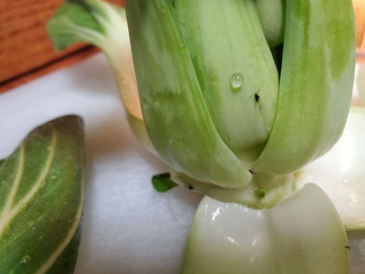 Gnats and mites INSIDE Mixed veggieS