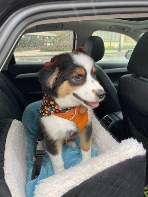 Wrigley after his 3rd groom-- so happy!!