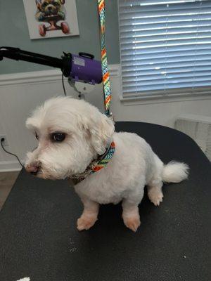 Maltese haircut.