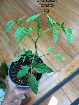 Champion Tomato plant $2.20 give large tomatoes