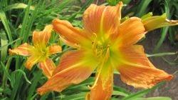 Moose Fishing on a Pond Daylily