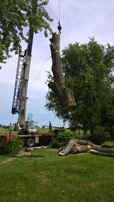 Our team with tree removal in a crane.