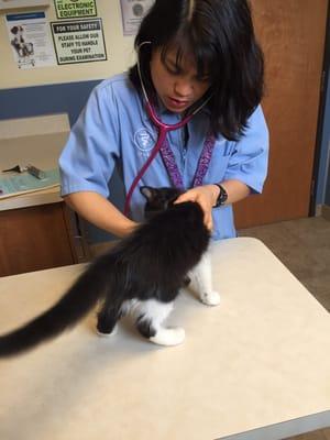 Vet, Rose, listening to my kitten's heart & lungs.