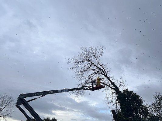 Dead tree removal over the home.