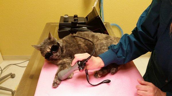 Hospital cat getting a laser treatment