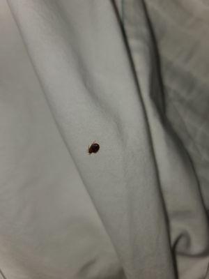 And yet another bed bug (wish I knew that is what it was at the time)