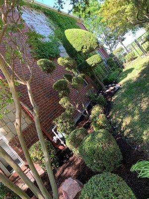 Mulch installation, shrub trimming