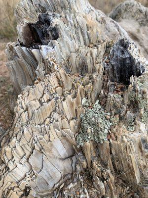 Close up of one of the petrified trees that visitors can walk up to the meadow.