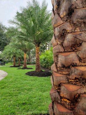 Beautiful Sylvester Palms with 7' of clear trunk. Emprie Zoysia Turfgrass