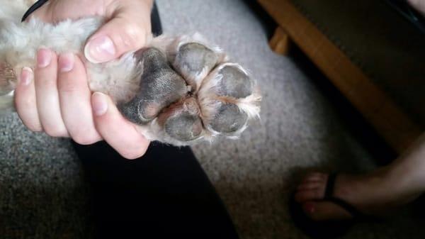 Don't put your dog through this torture! Purrfect Fur Pets shaved off top layer off paw pads - on every paw! My dog's still limping.