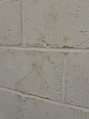 Walls that they claimed were wiped of mold residue