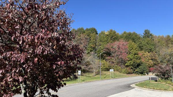 Leaves are starting to show their fall colors!