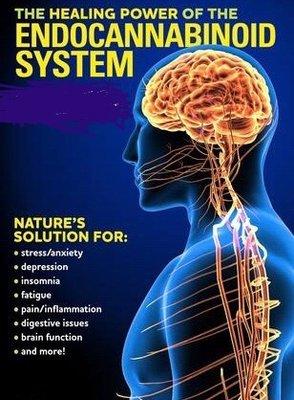 Endocannabinoid system regulates brain function, endocrine, and immune tissues.